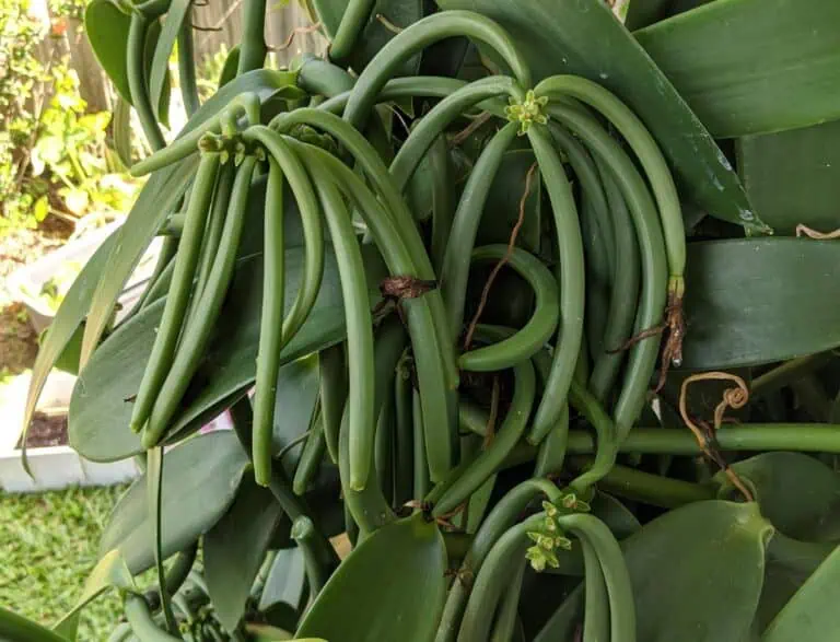How to Grow Vanilla Beans Featured