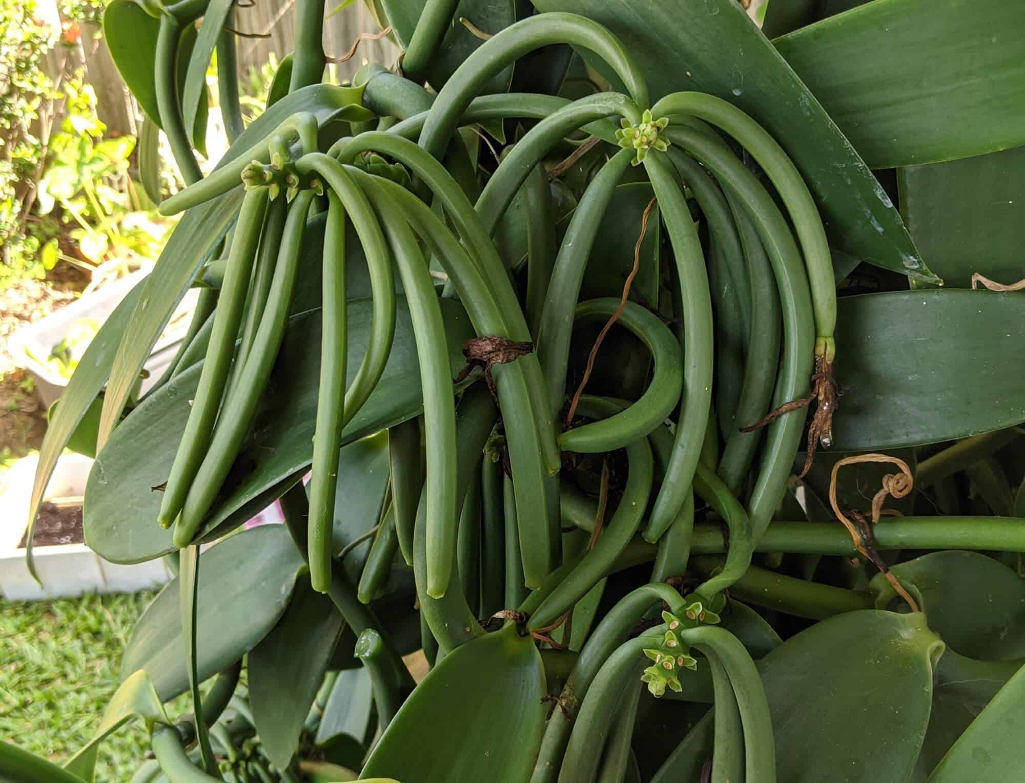 How to Grow Vanilla Beans Featured