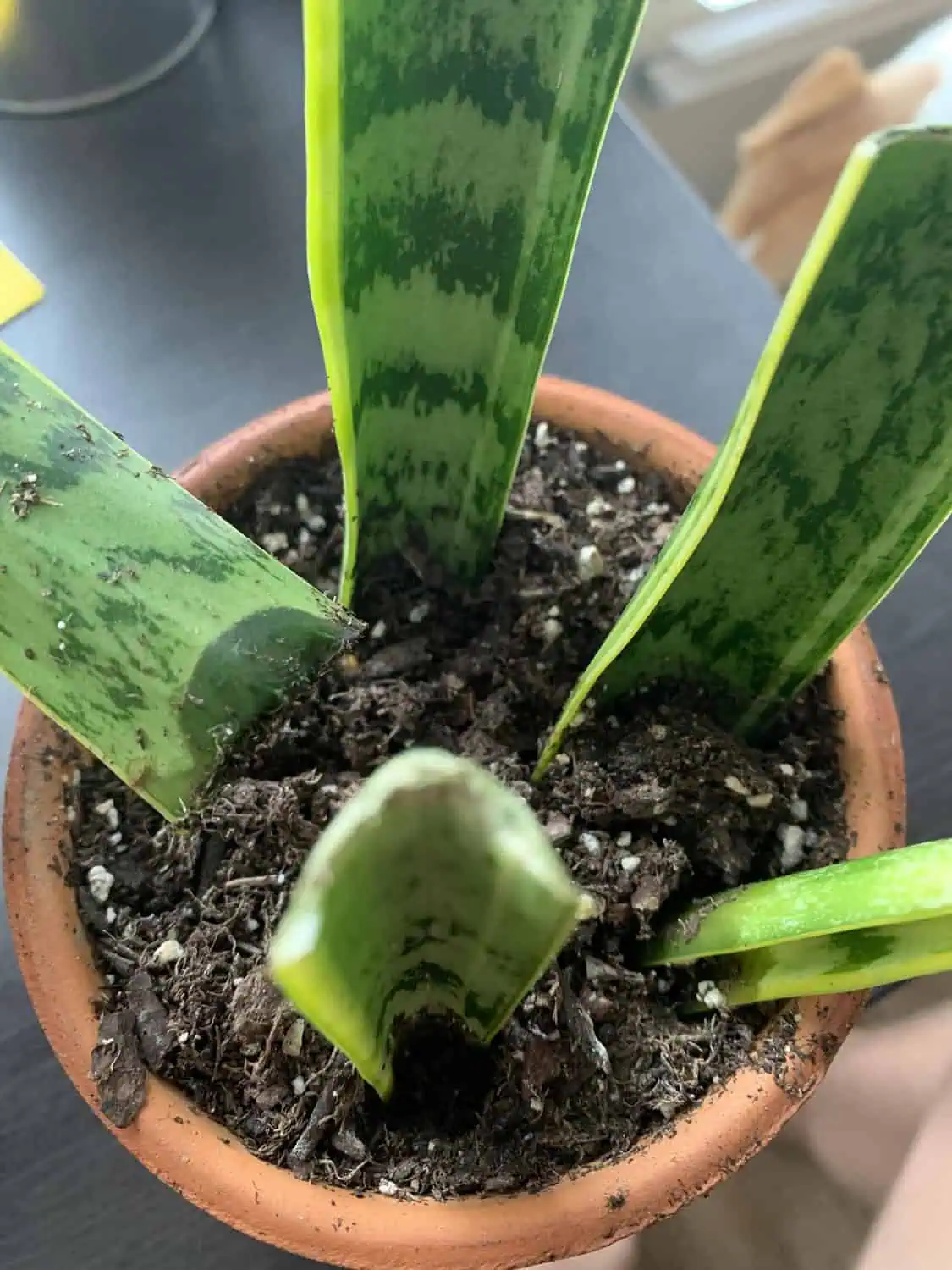 How to propagate a snake plant in soil
