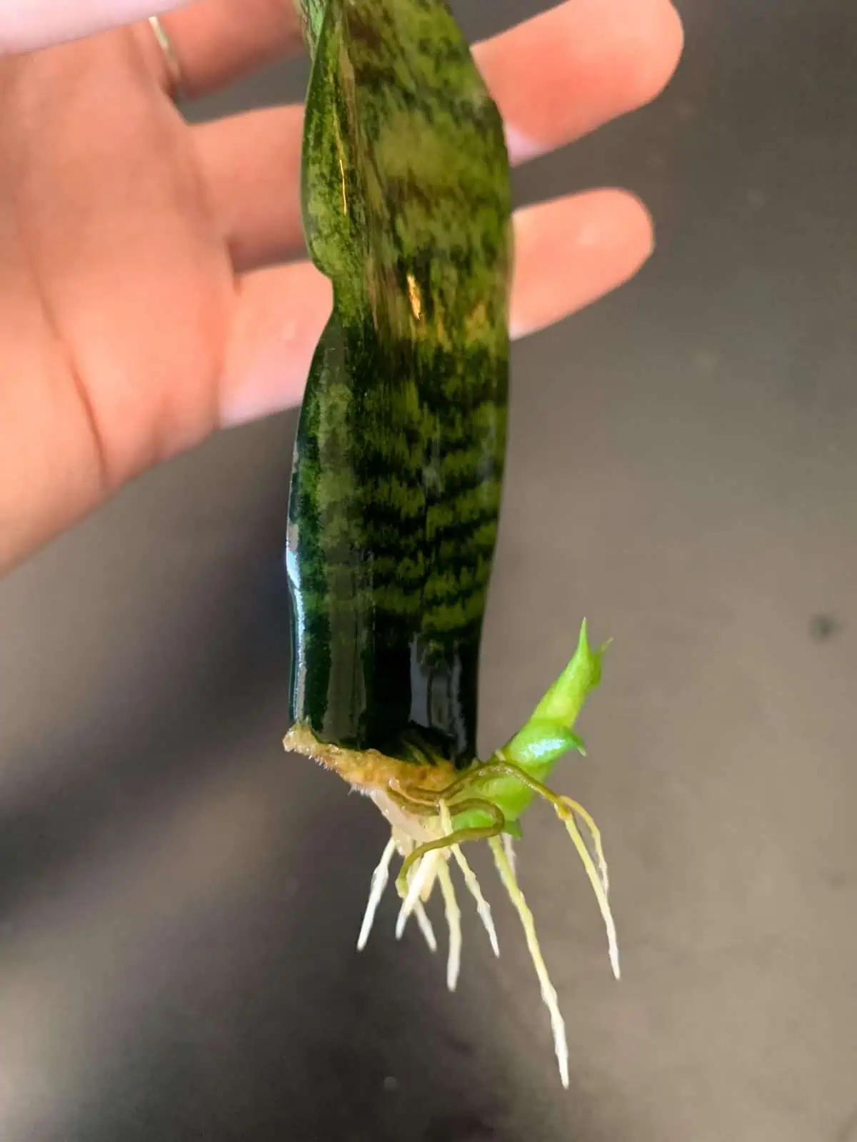How to propagate a snake plant in water