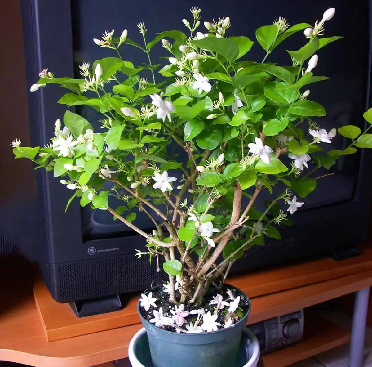 Potted jasmine indoors potted jasmine plant indoors