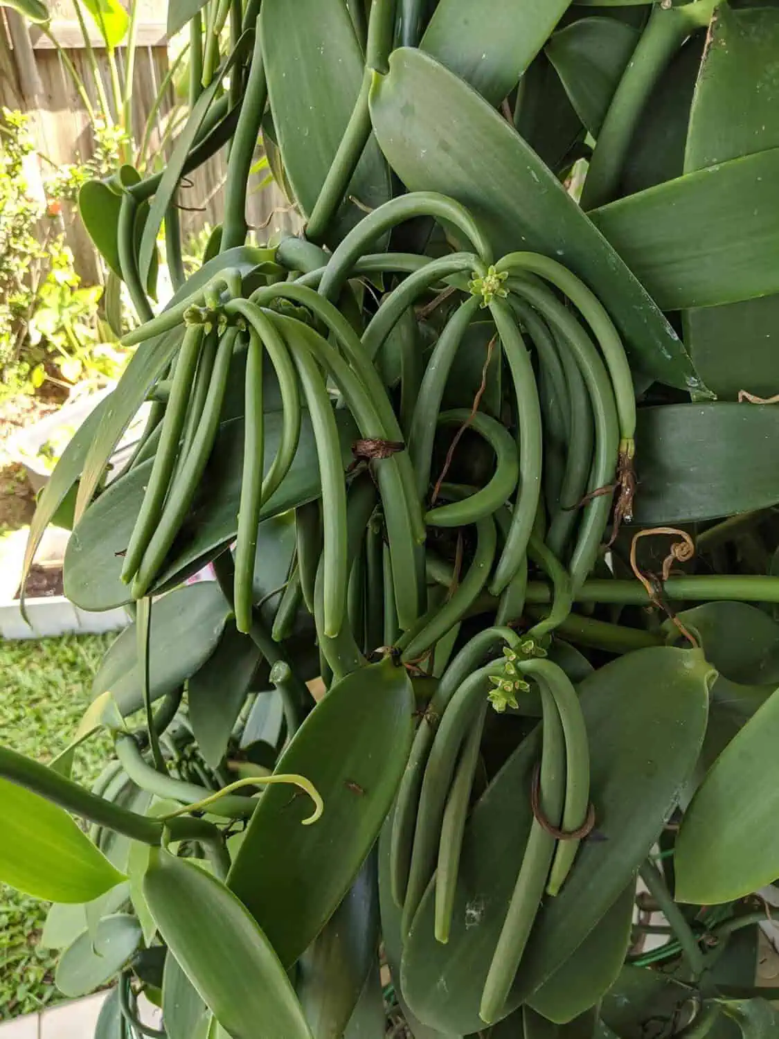 Supporting the vanilla plant vine