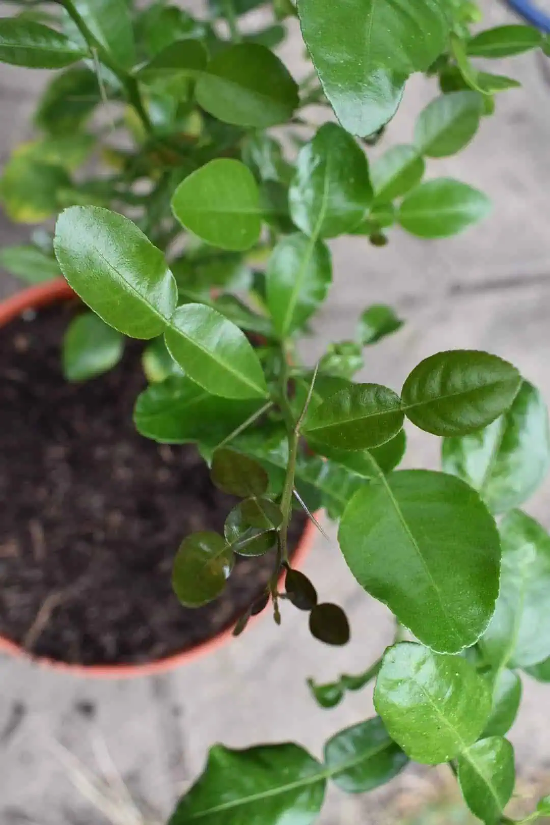 The Choice of Seedlings - Kaffir Lime Plant The Choice of Seedlings - Kaffir Lime Plant