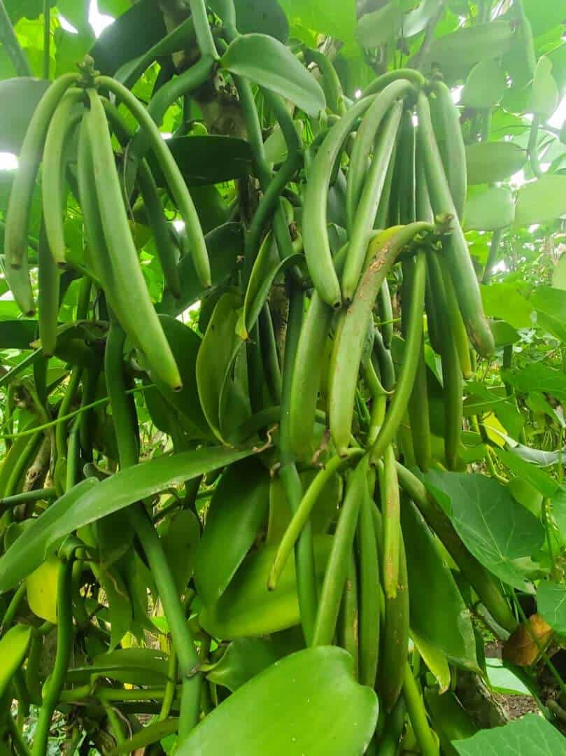 Vanilla pod development