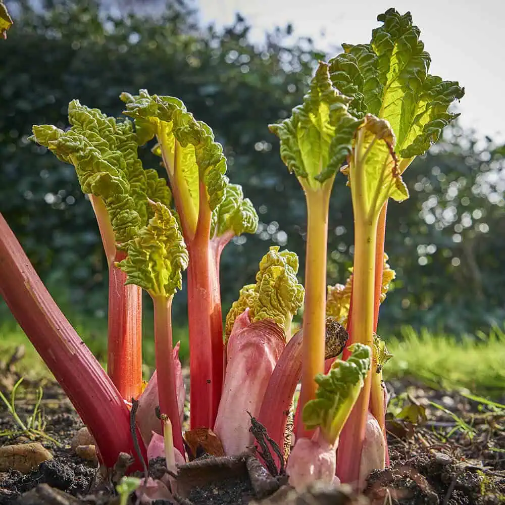 healthy crown or established plant