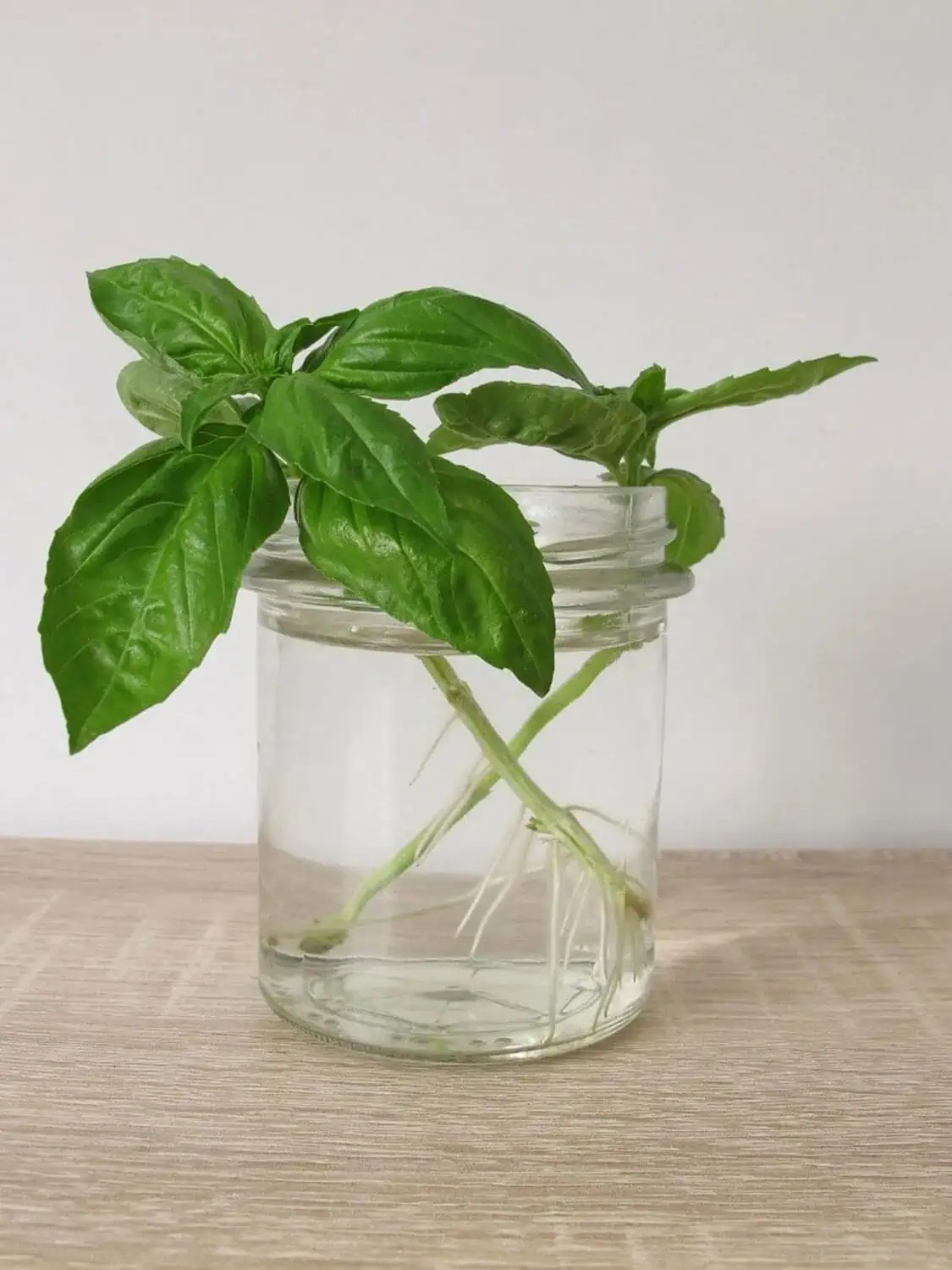 Basil growing in a glass water jar Basil growing in a glass water jar