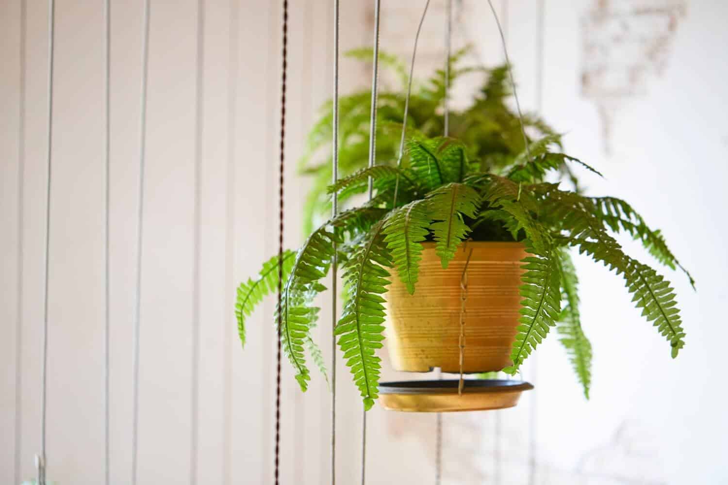 Boston Fern in a hanging basket