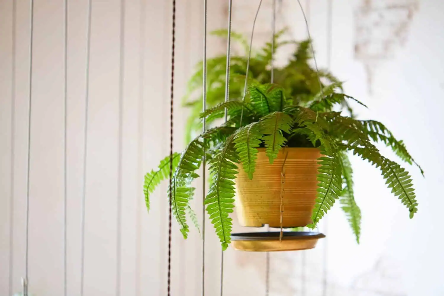 Boston Fern in a hanging basket Boston Fern in a hanging basket