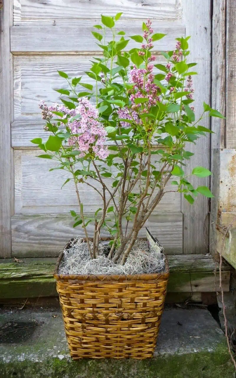 Choose a Lilac Bush That Suits Your Climate Choose a Lilac Bush That Suits Your Climate