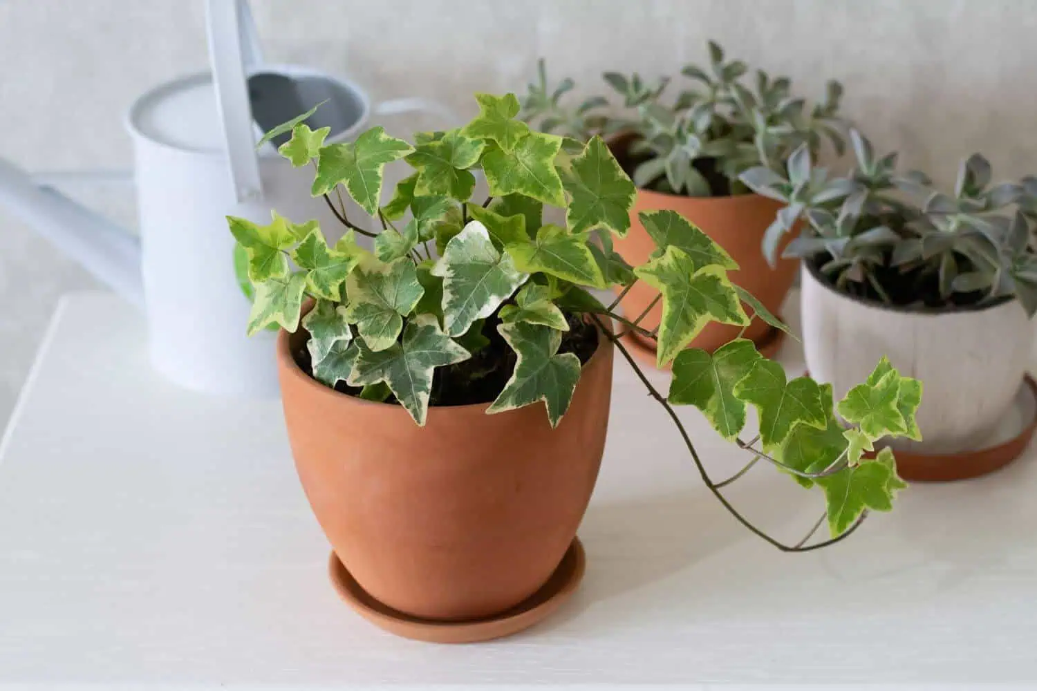 English Ivy -hedera