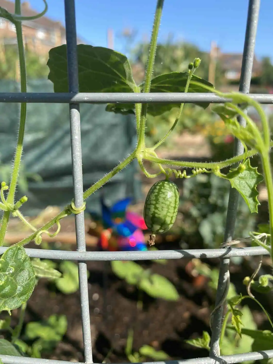 Give the Vines a Strong Trellis