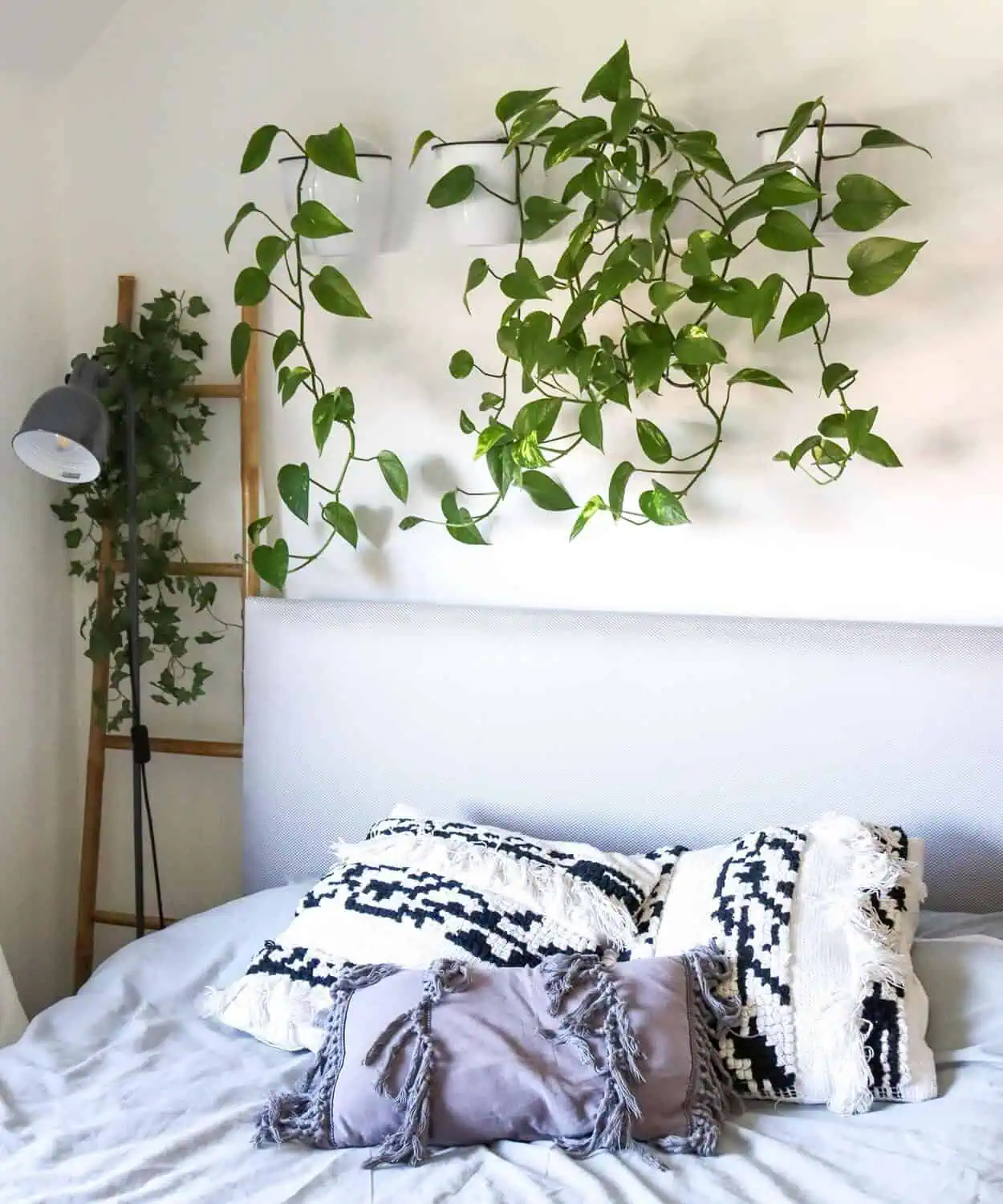 Golden pothos hanging above the bed