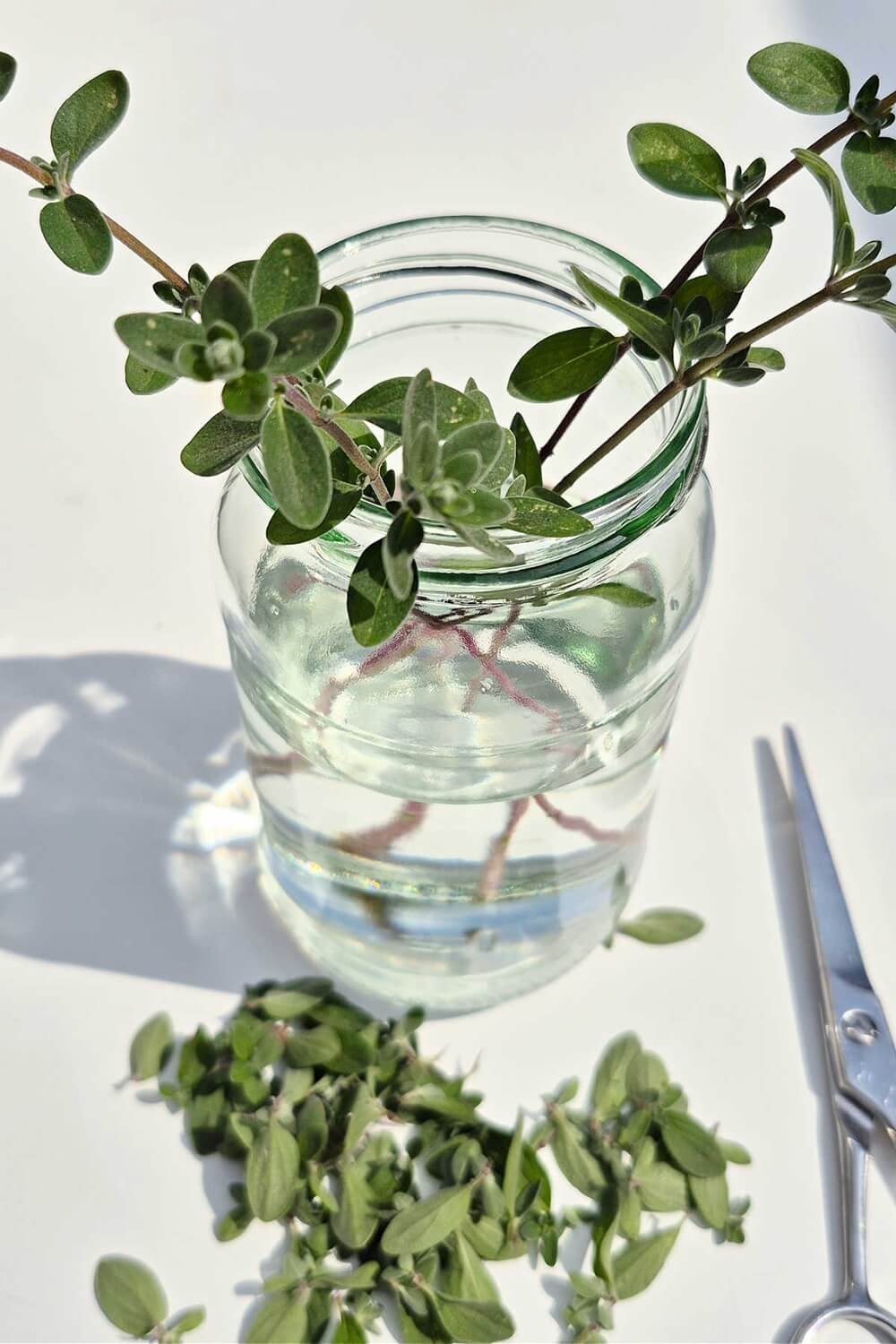 Growing oregano in water Growing oregano in water