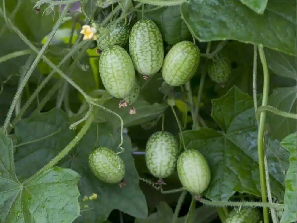 How to Grow Cucamelons in Containers Featured
