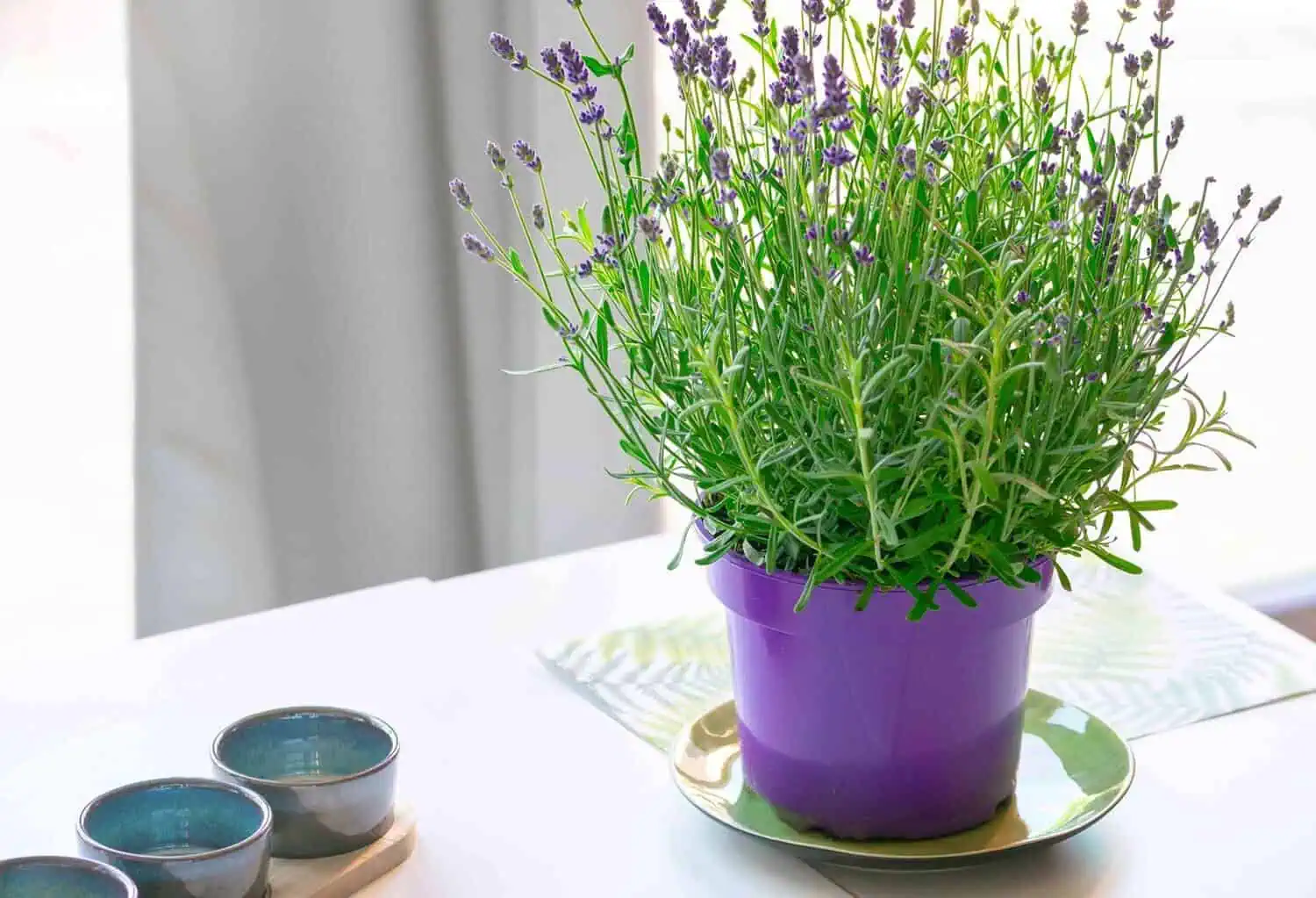 Lavender growing indoors 