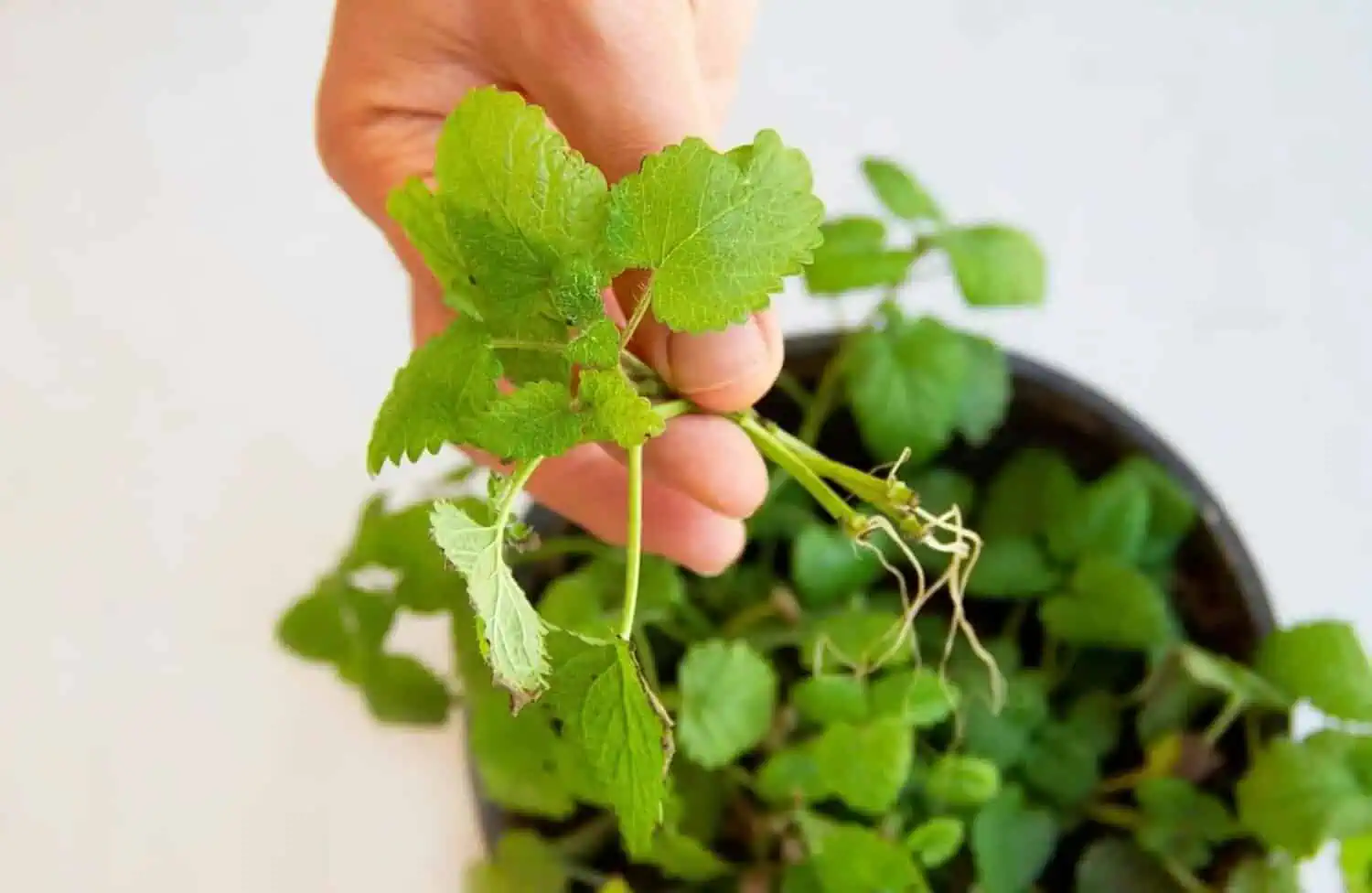 Lemon Balm growing in water Lemon Balm growing in water