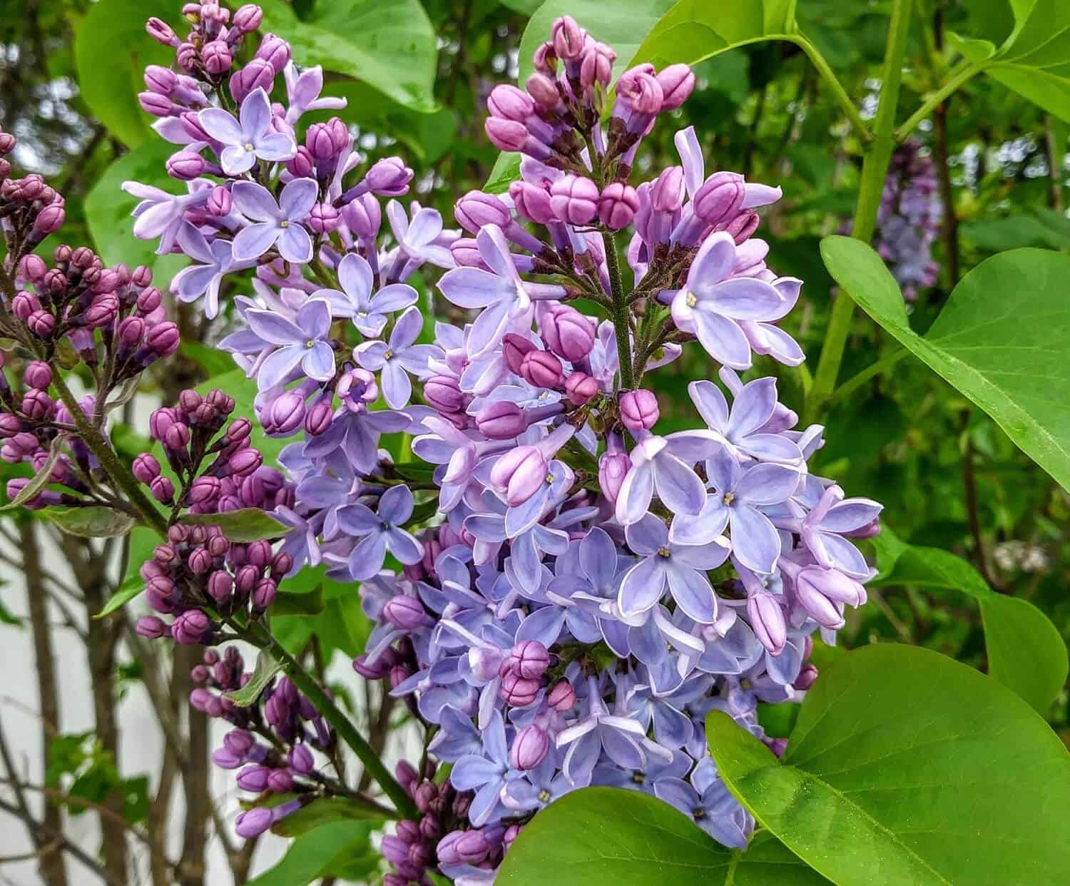 Lilac Bush Care - How to Grow a Lilac Bush Featured