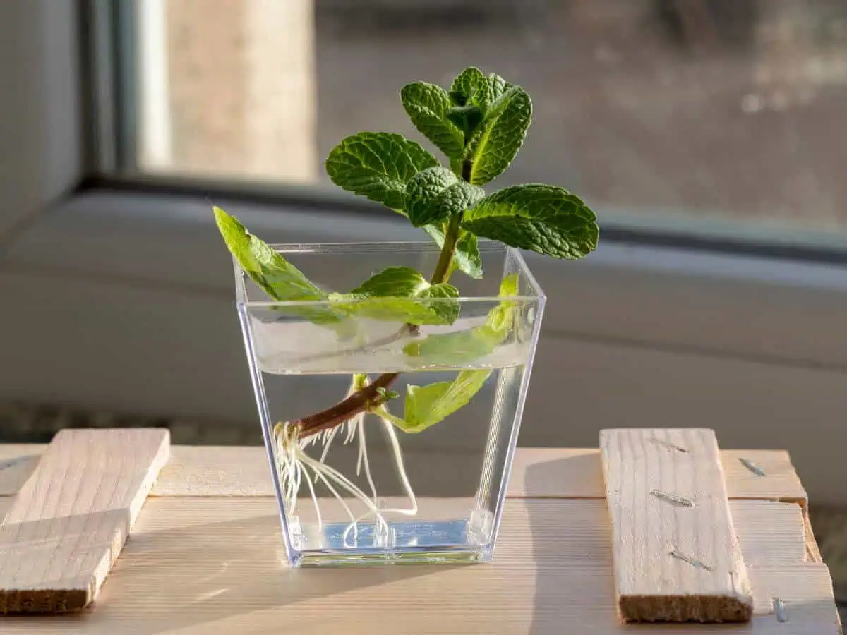Mint in a glass jar Mint in a glass jar