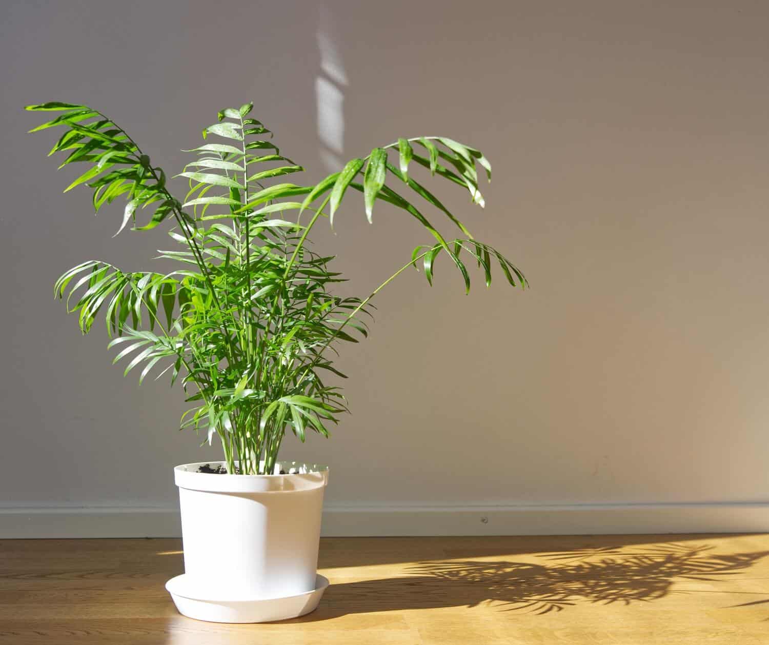 Parlour Palm