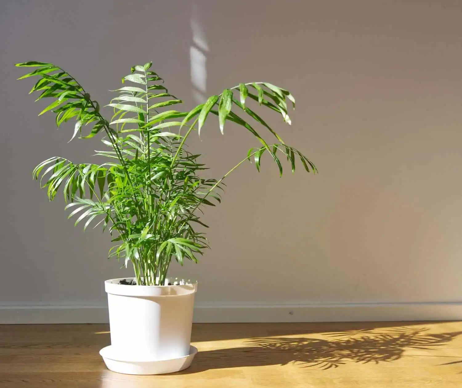 Parlour Palm Parlour Palm