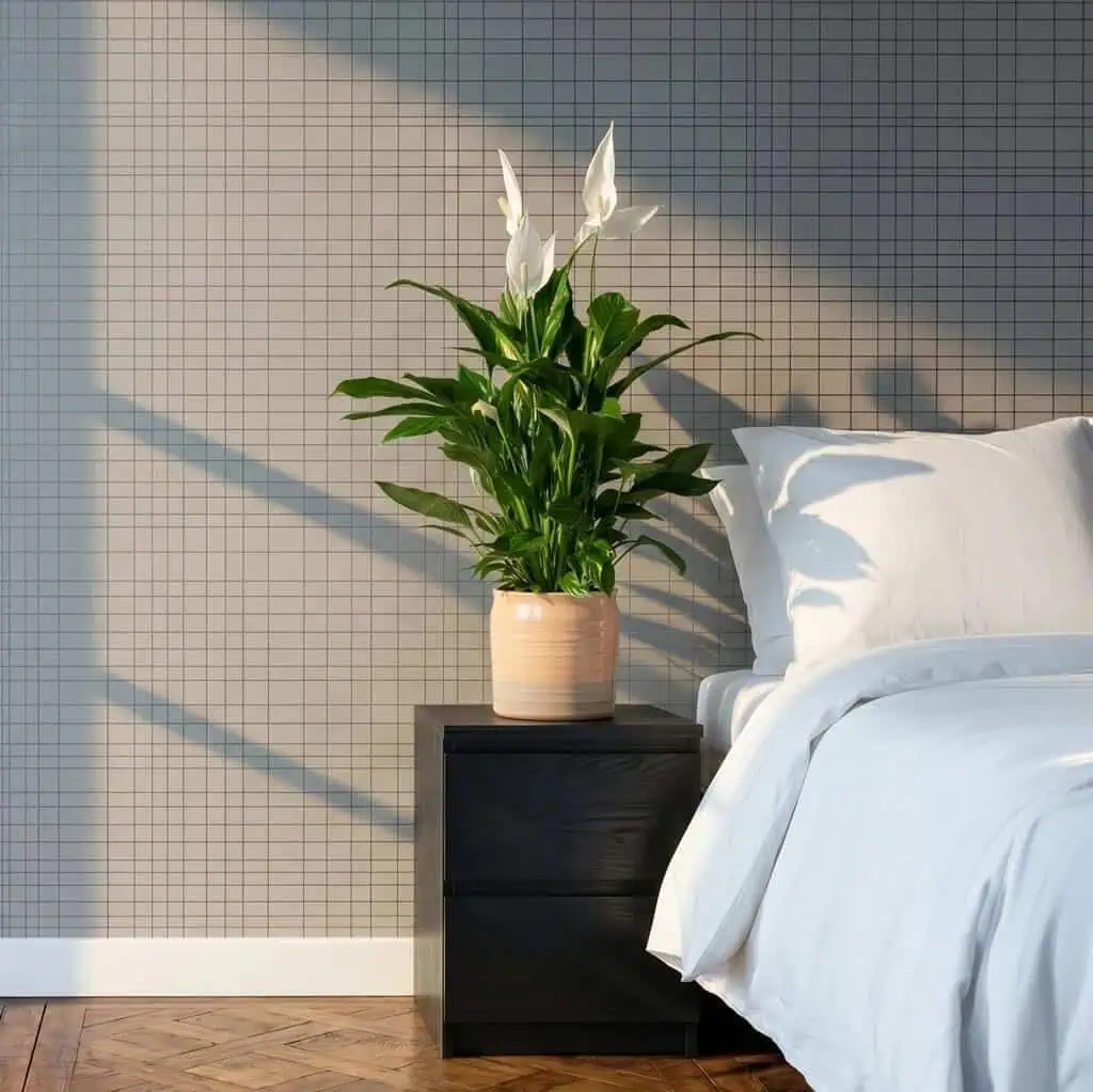 Peace Lily Plant next to a bed - Spathiphyllum Vivaldi