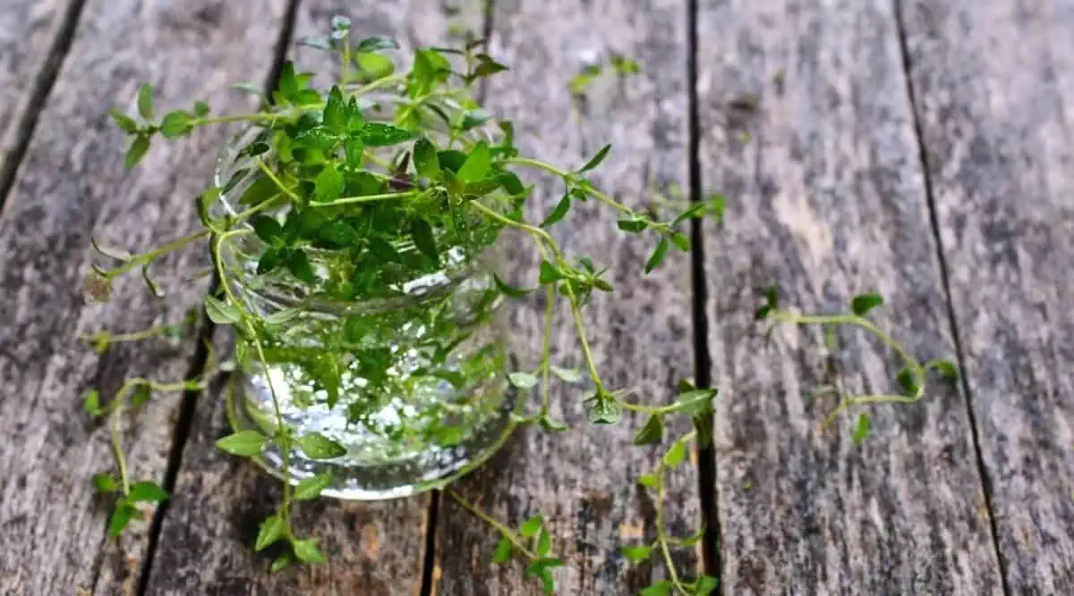 Planting thyme in water Planting thyme in water