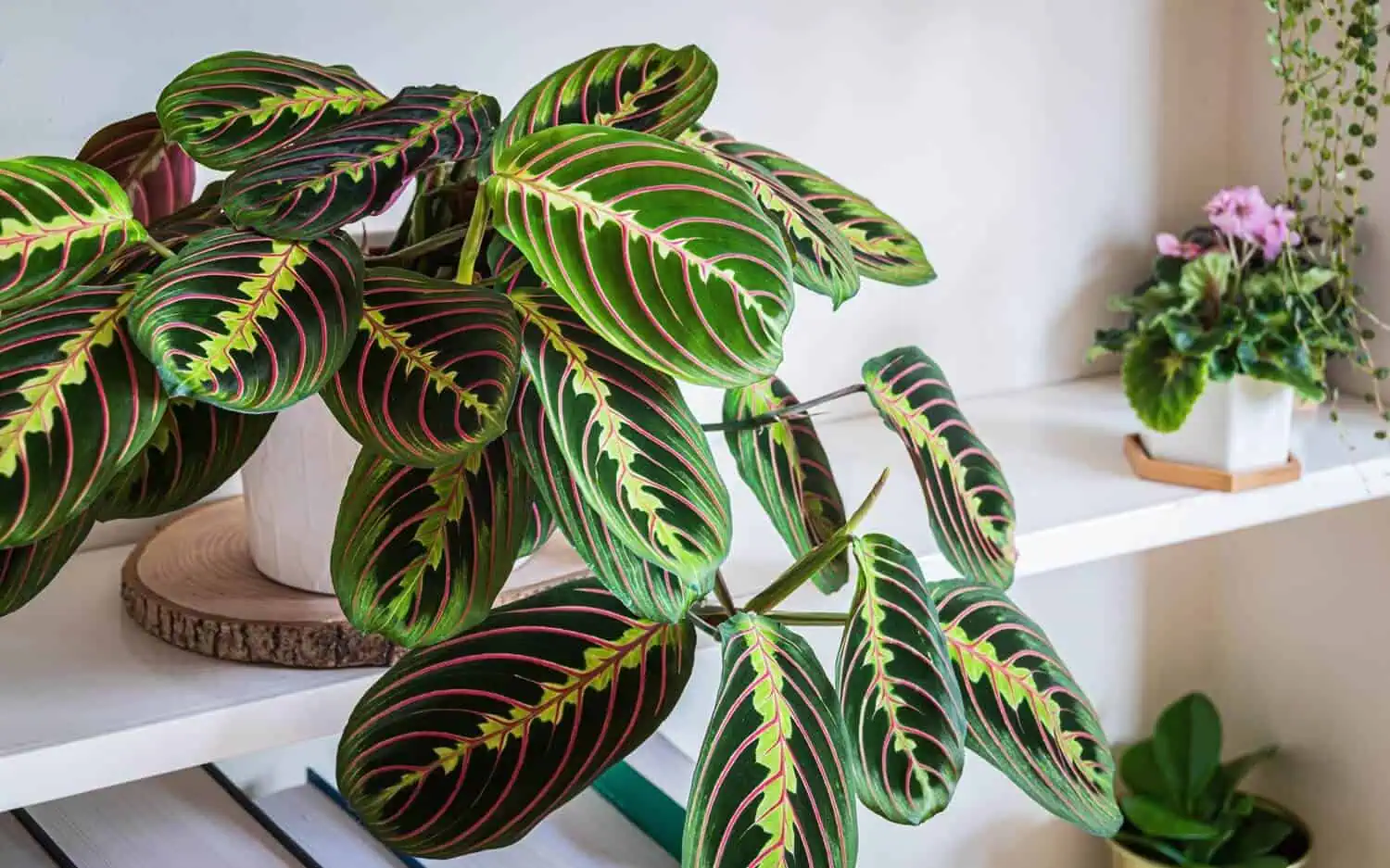 Prayer Plant - Calathea 