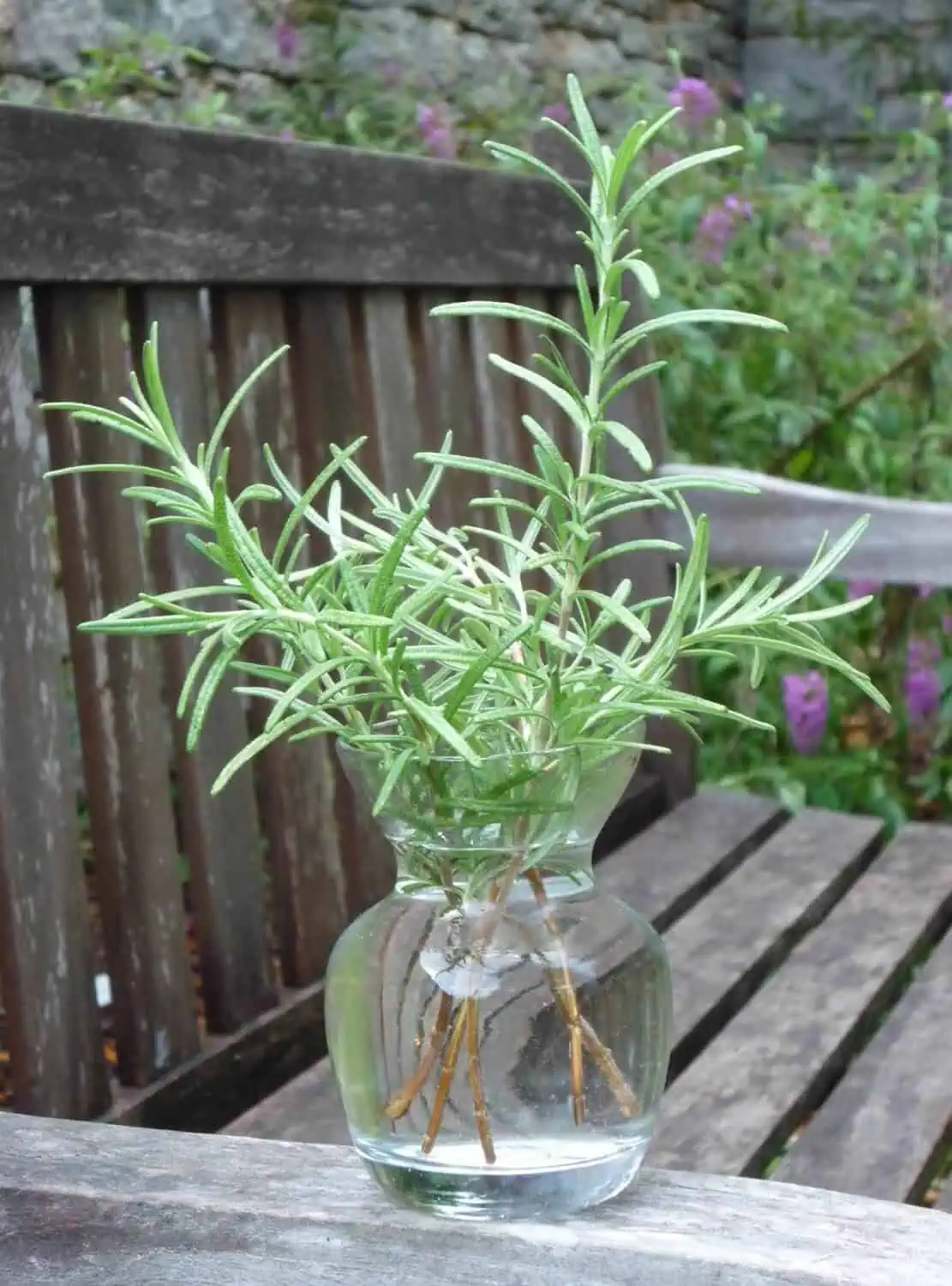 Rosemary in a water jar Rosemary in a water jar