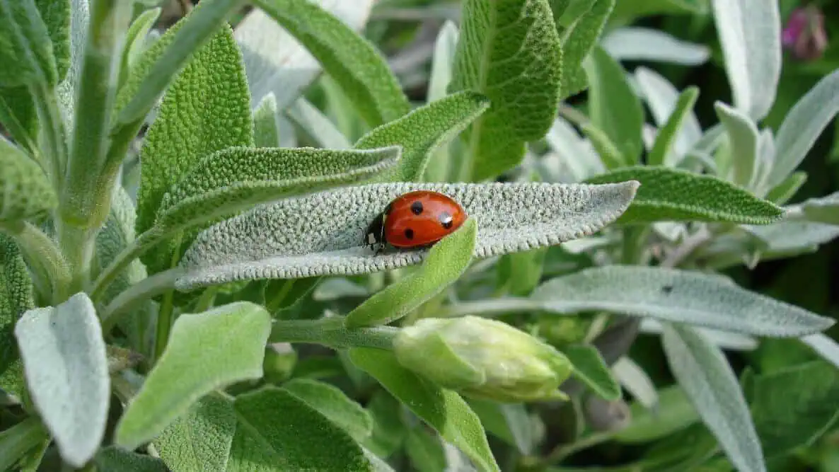 Sage plant with a ladybird on the leaves Sage plant with a ladybird on the leaves