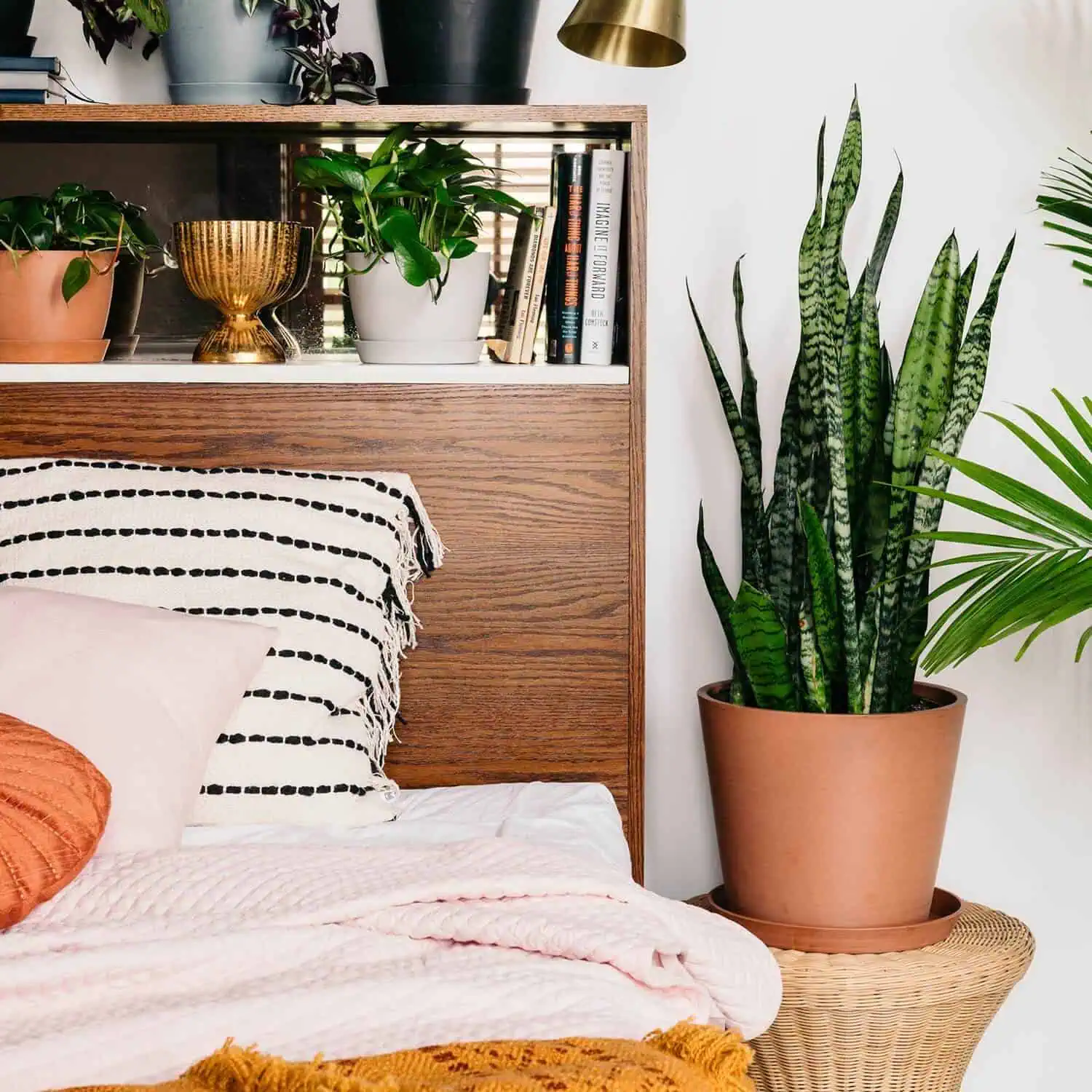 Snake Plant - Mother in Laws Tongue next to a bed - sansevieria Snake Plant - Mother in Laws Tongue next to a bed - sansevieria
