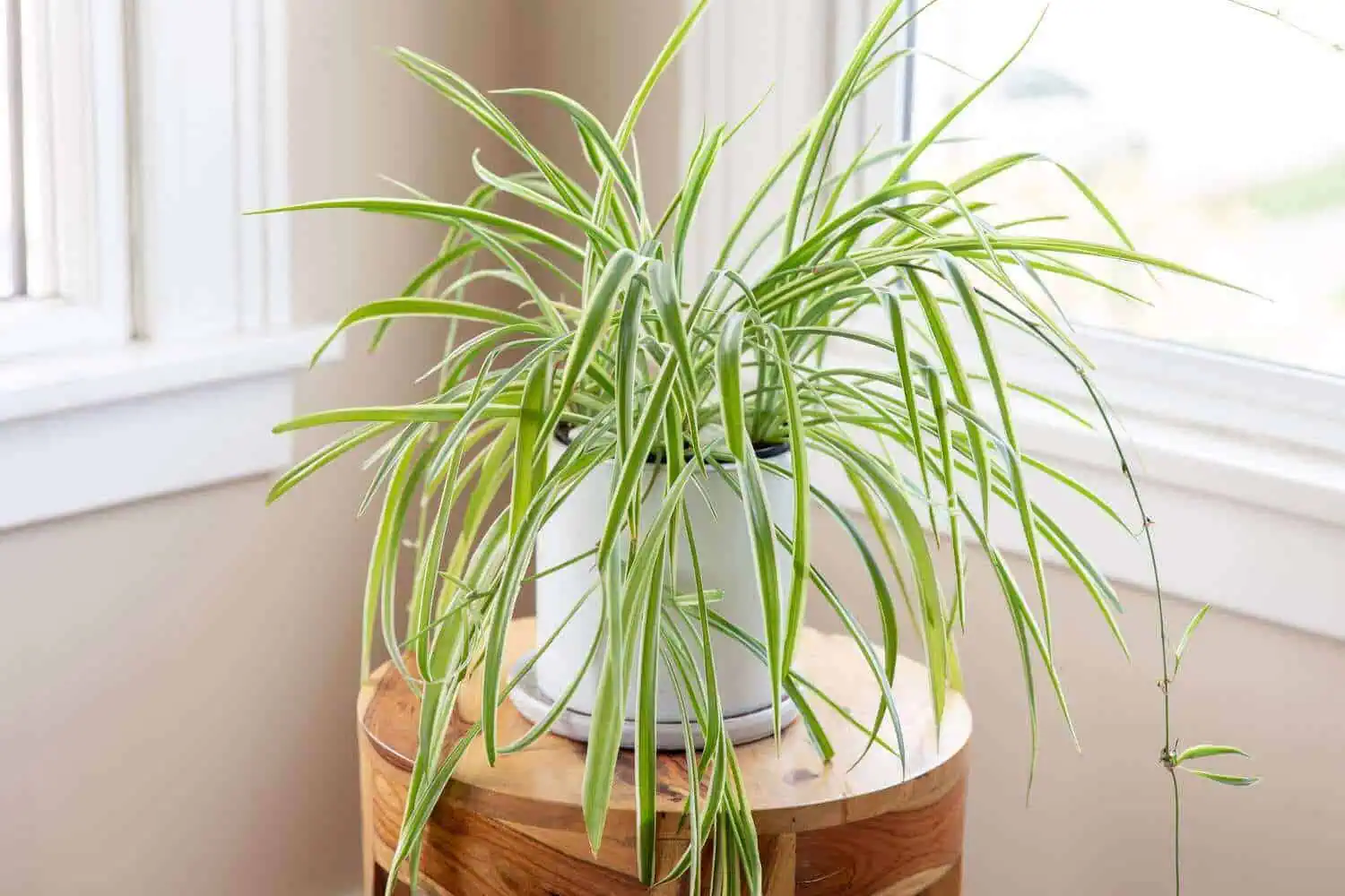 Spider Plants -chlorophytum Spider Plants -chlorophytum