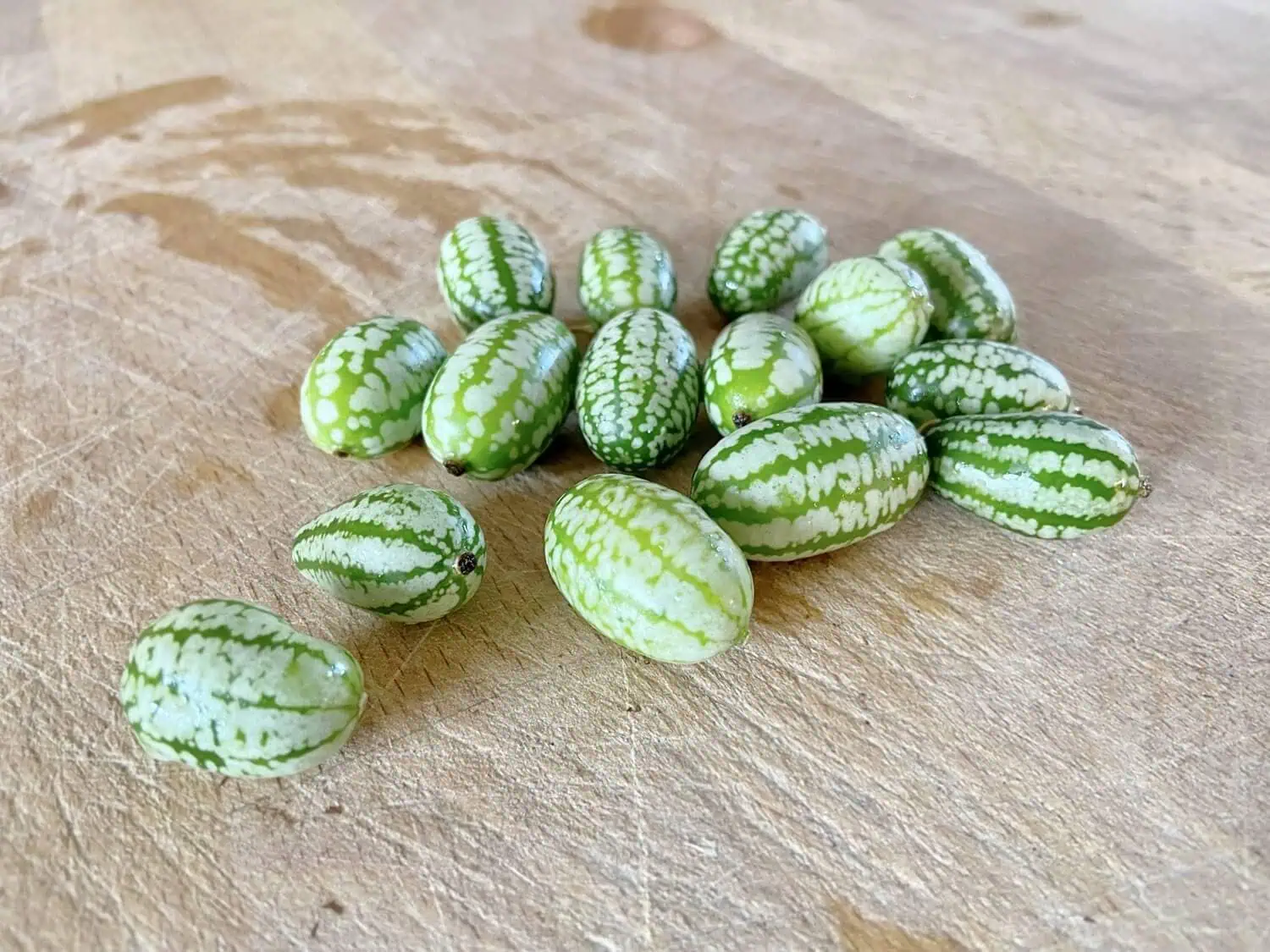 When and How to Harvest Cucamelons