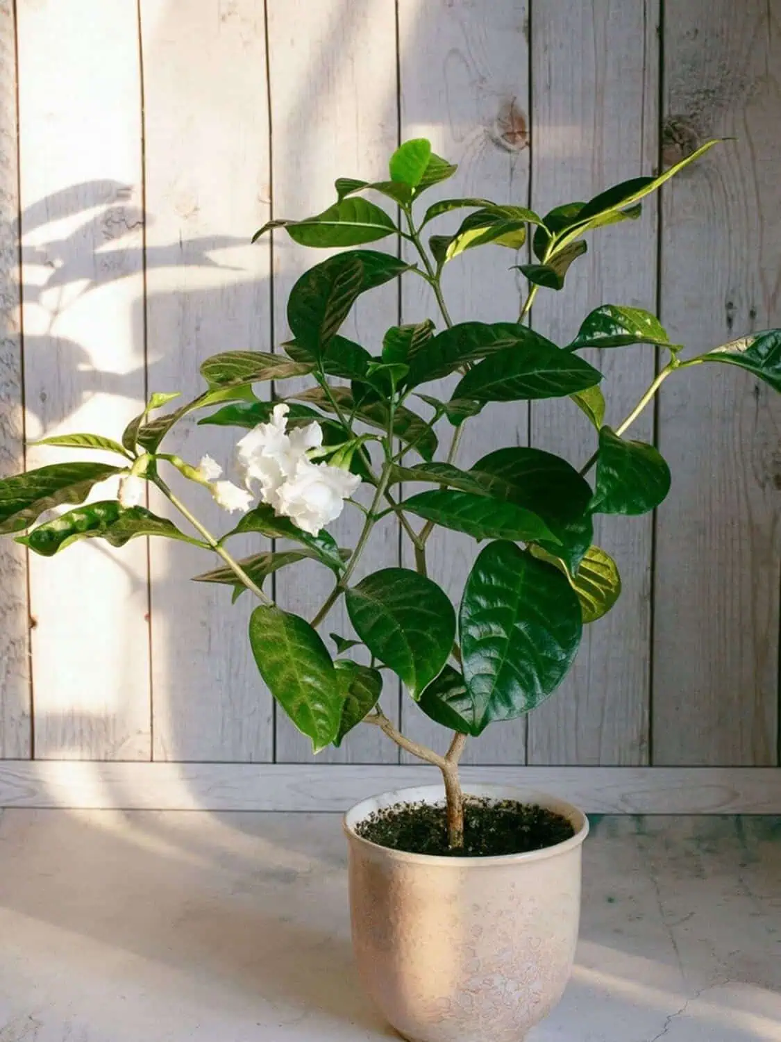 White gardenia in a pot White gardenia in a pot